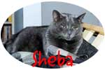 Sheba.
